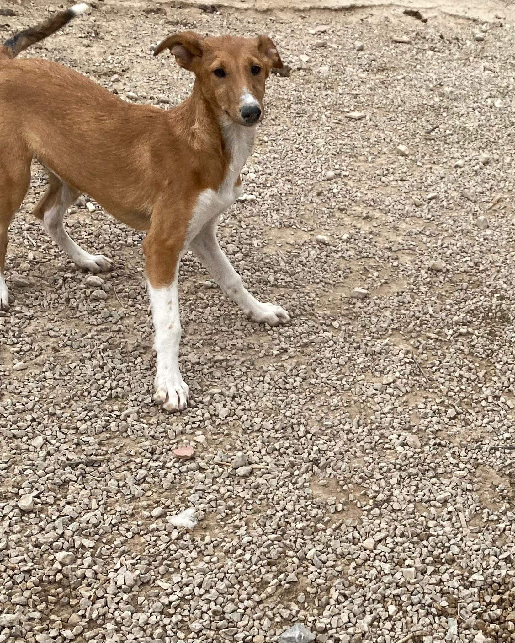 pollyanna-popsocks_1124999533173667