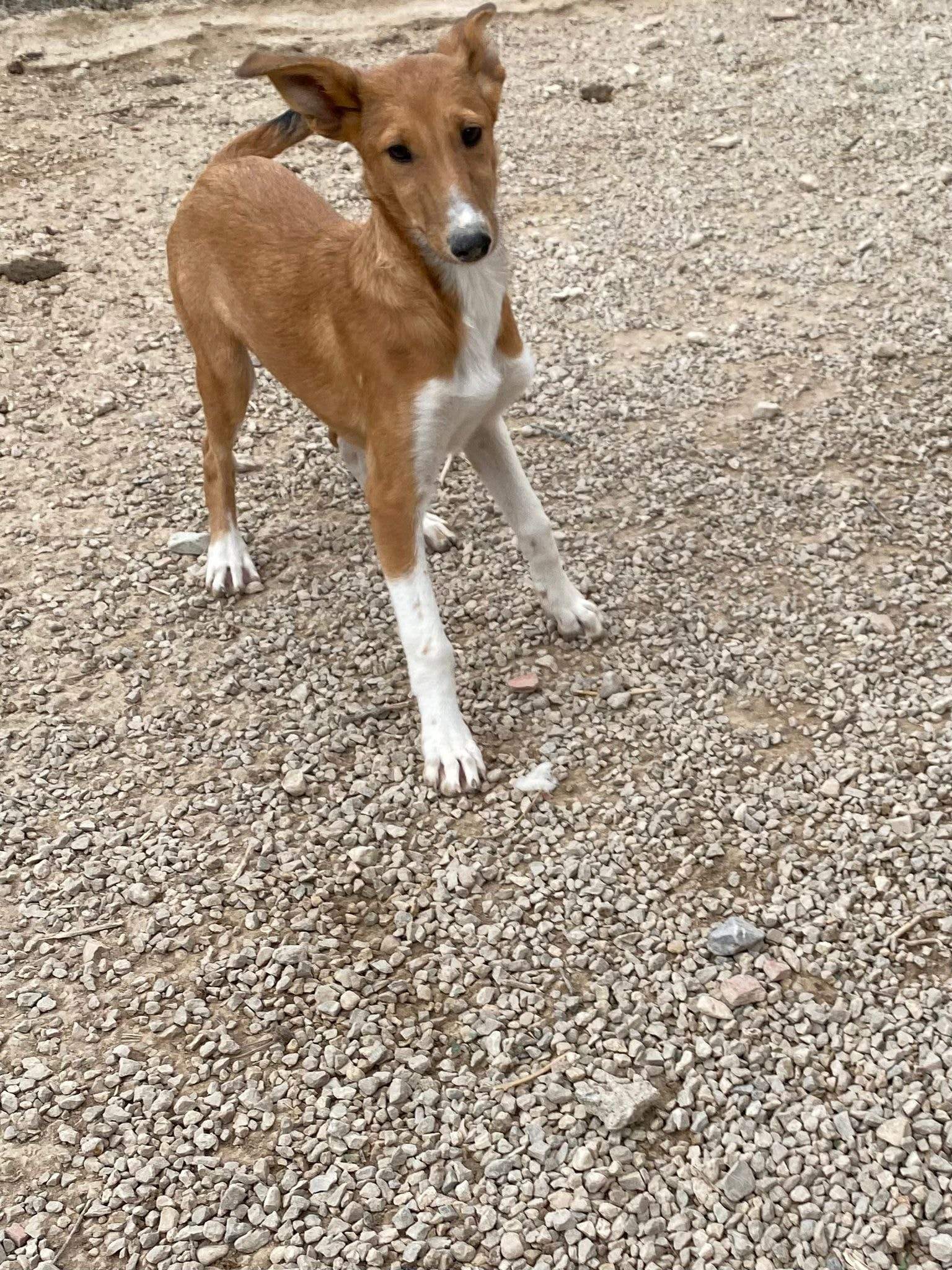 pollyanna-popsocks_1124999566506997