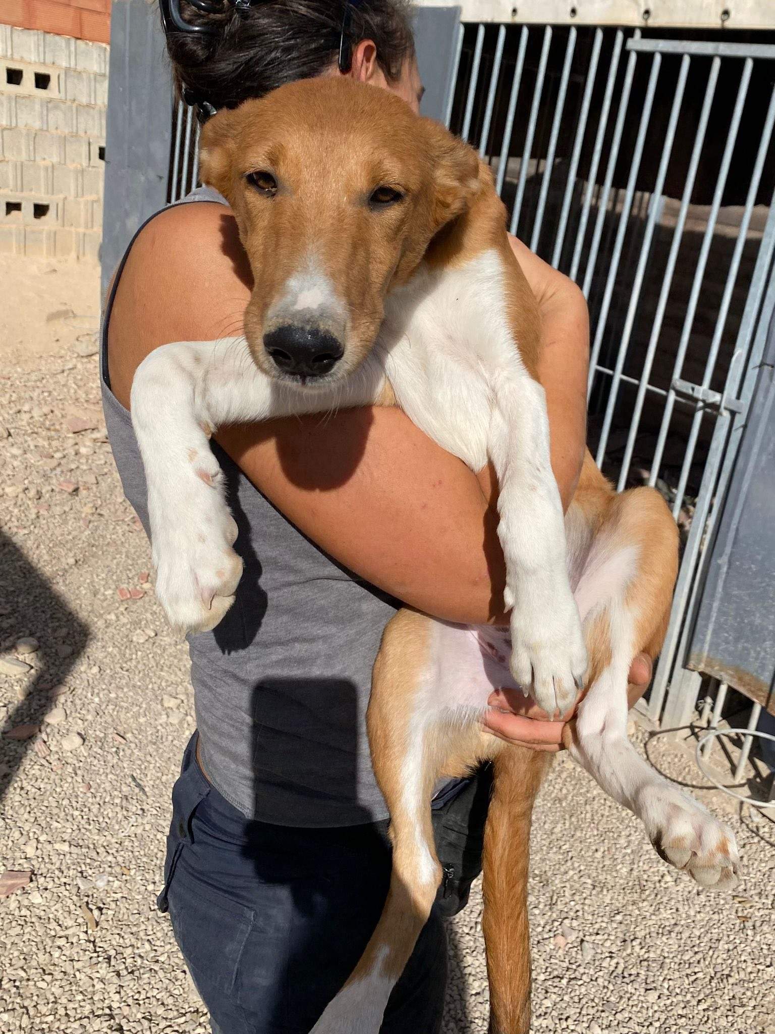 pollyanna-popsocks_1138069431866677