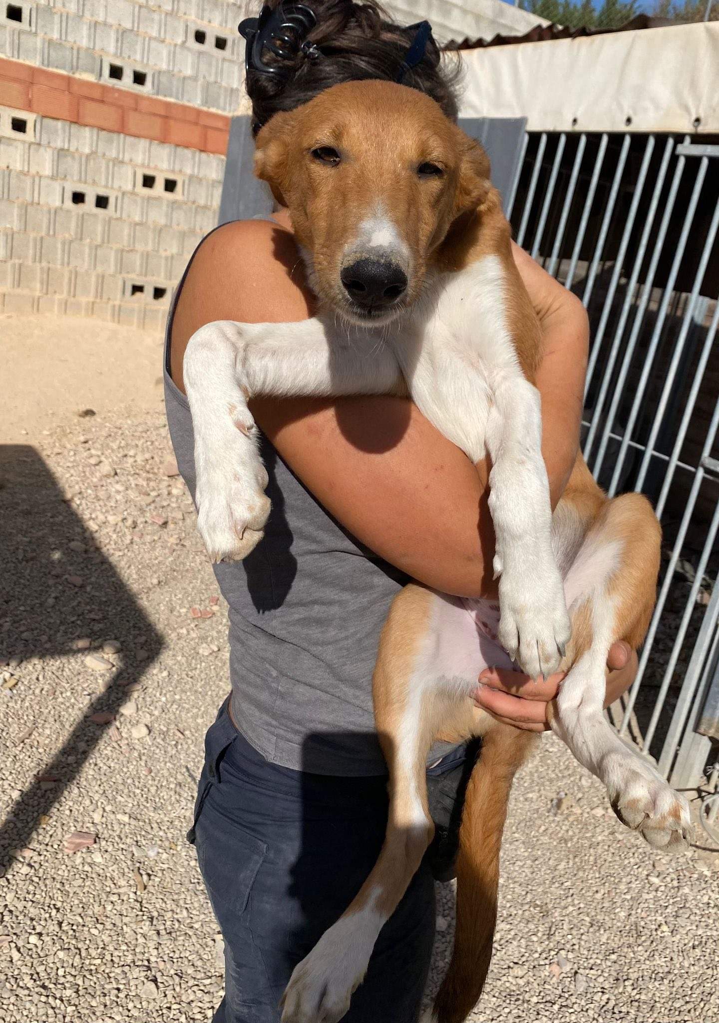 pollyanna-popsocks_1138069445200009