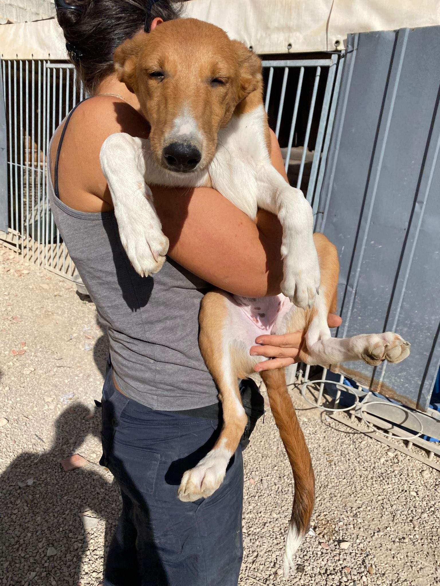 pollyanna-popsocks_1138069511866669