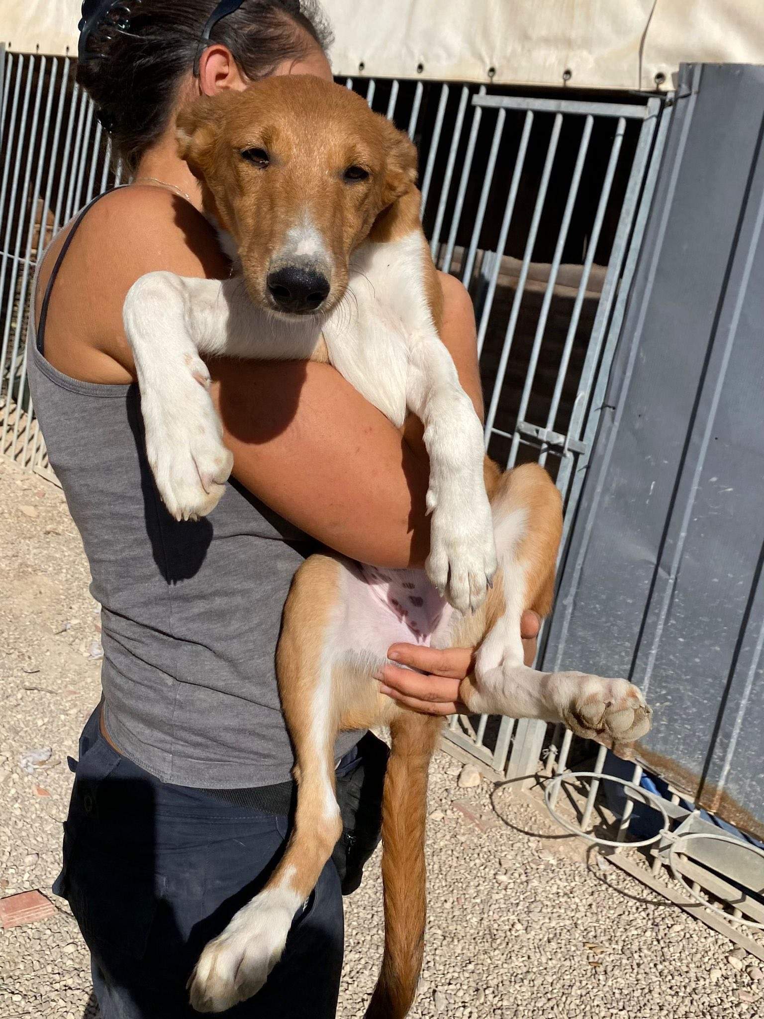 pollyanna-popsocks_1138069568533330