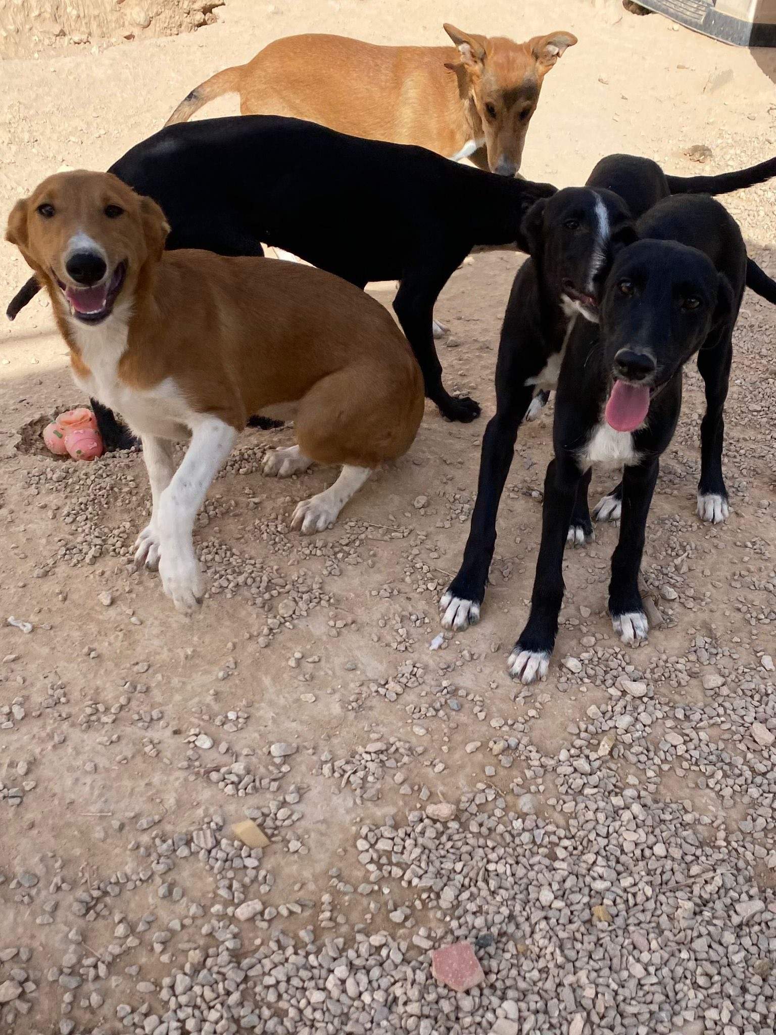 pollyanna-popsocks_1138069585199995