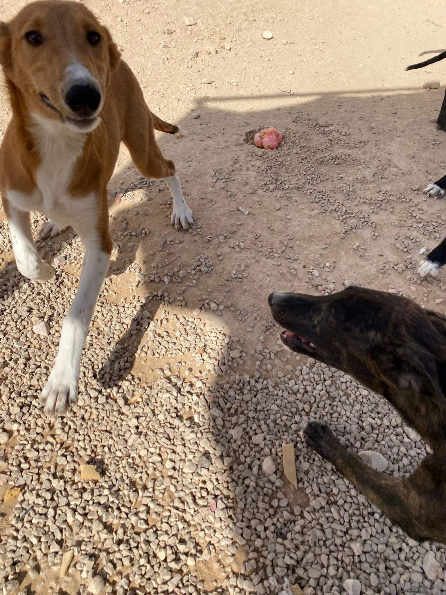 pollyanna-popsocks_1138069621866658