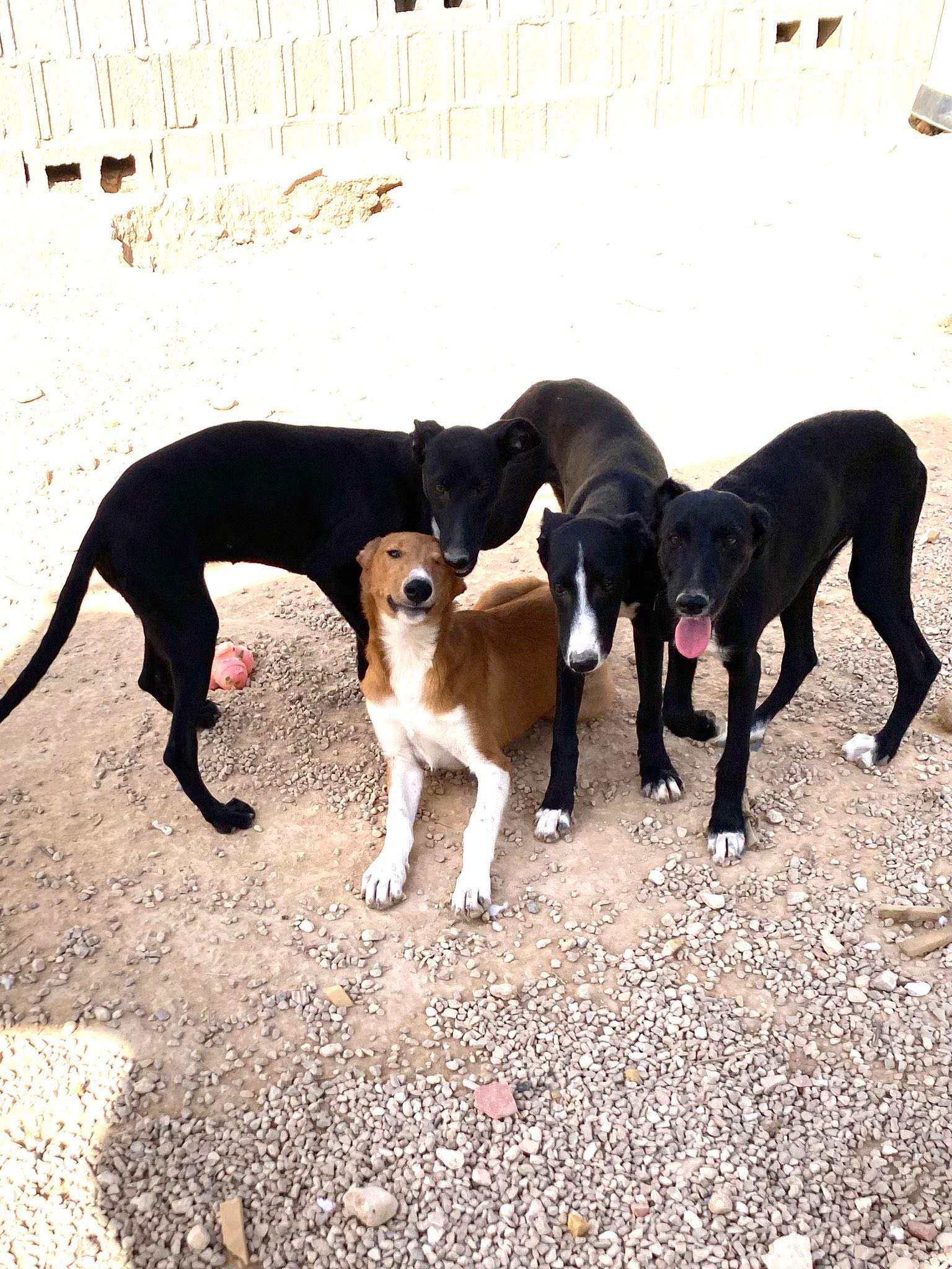 pollyanna-popsocks_1138069638533323