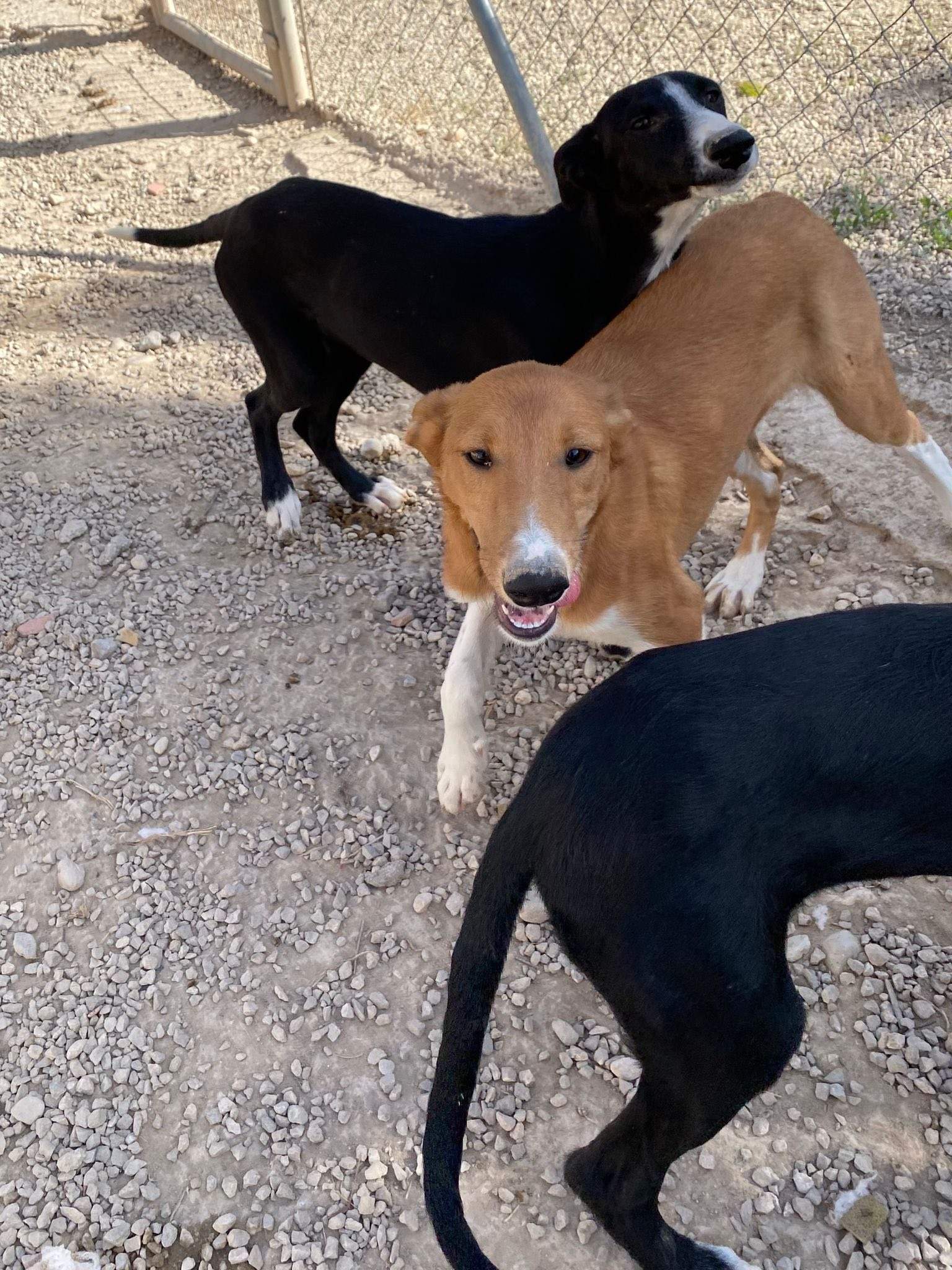 pollyanna-popsocks_1138069681866652