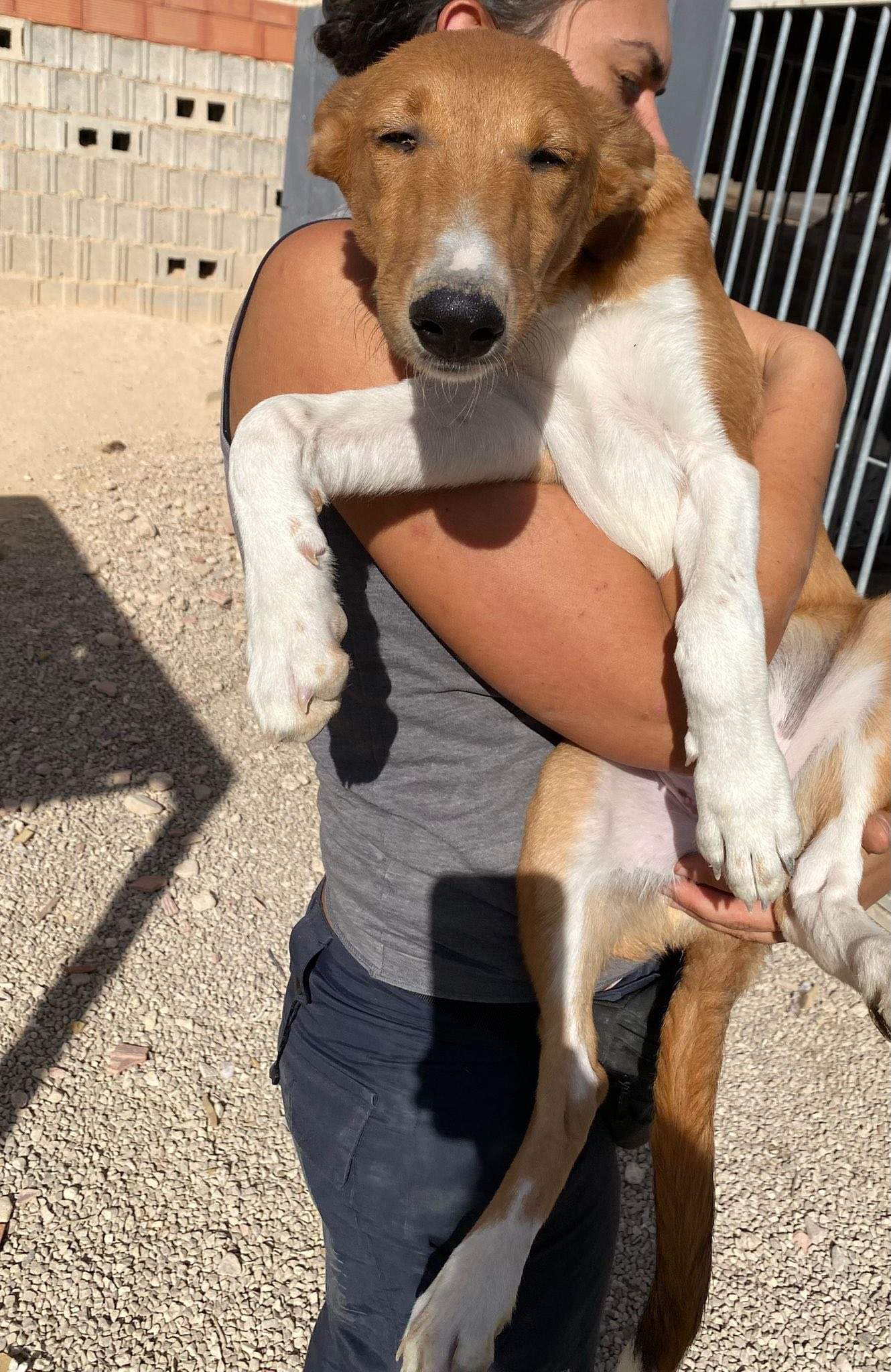 pollyanna-popsocks_1138069695199984