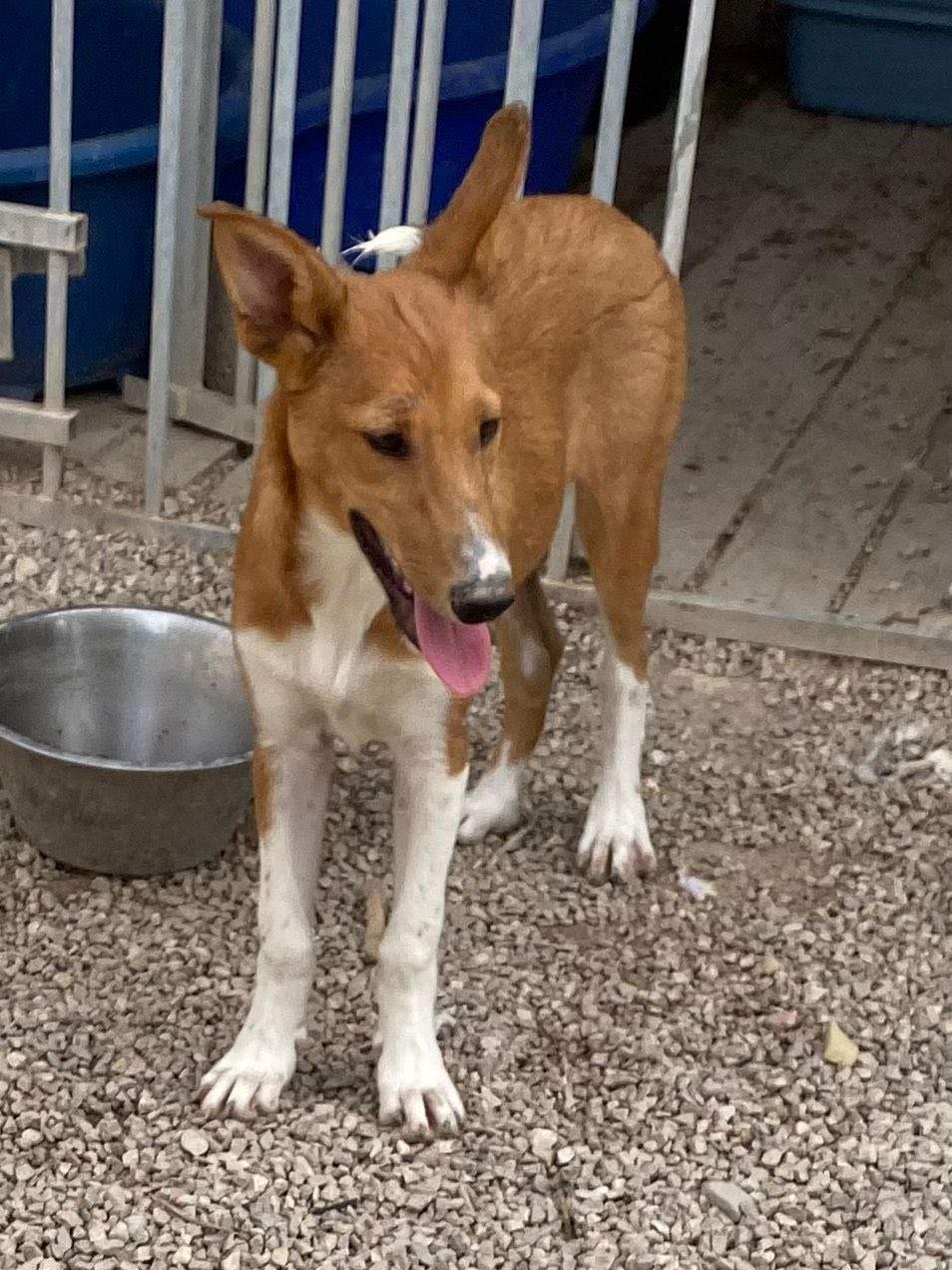 pollyanna-popsocks_1138081611865459