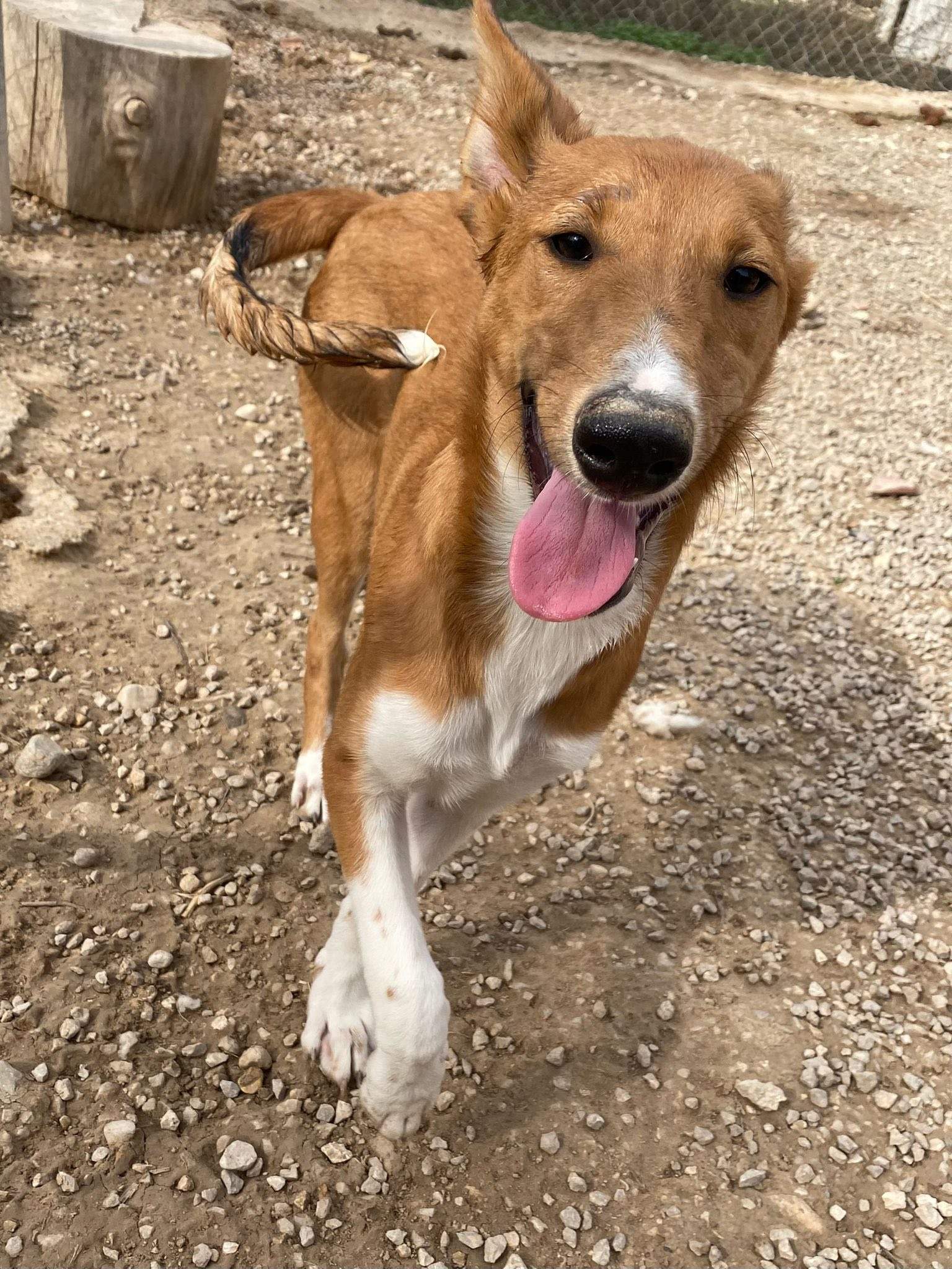 pollyanna-popsocks_1138081625198791