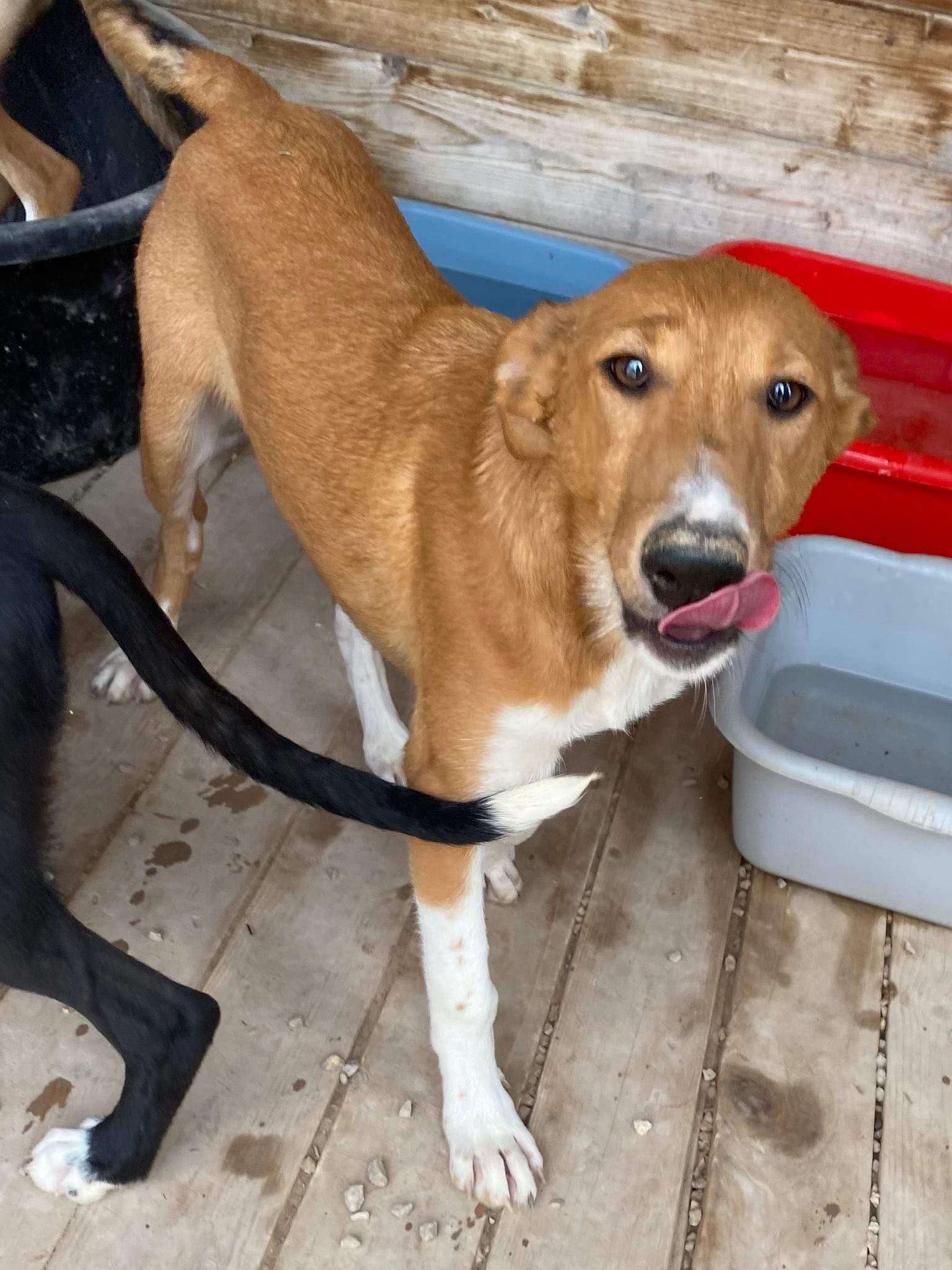 pollyanna-popsocks_1138081668532120