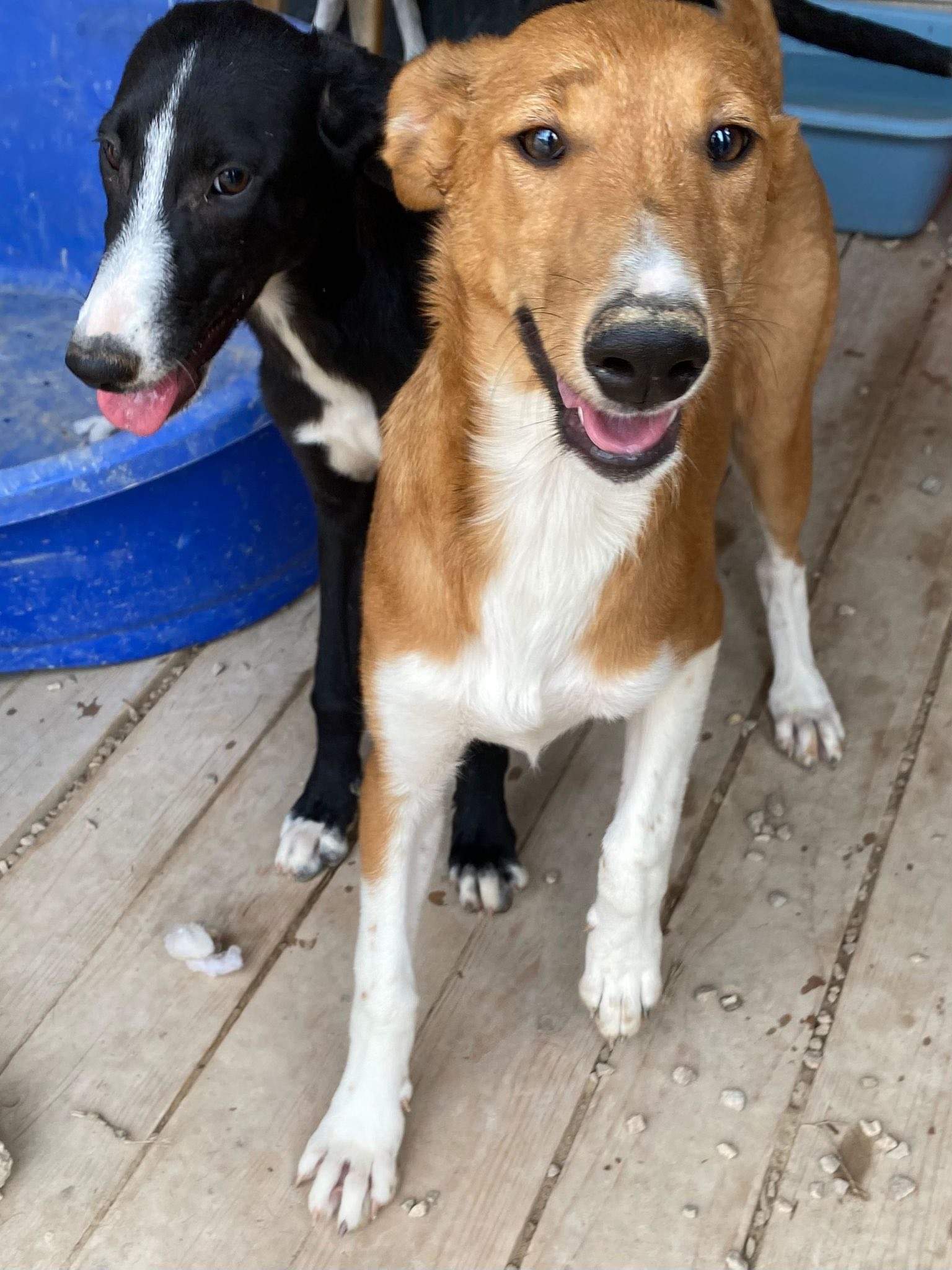 pollyanna-popsocks_1138081685198785