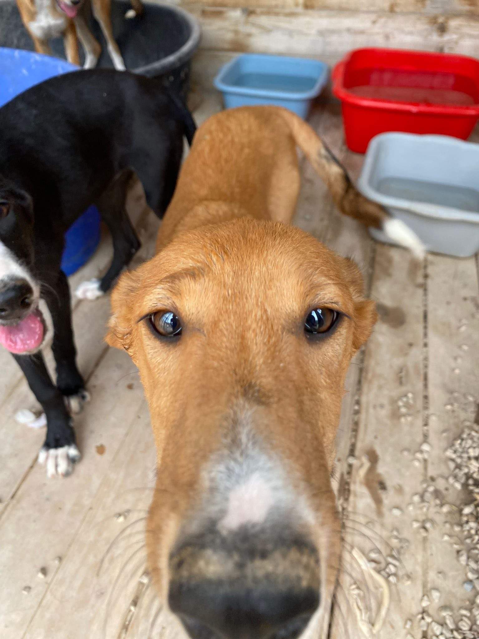 pollyanna-popsocks_1138081741865446