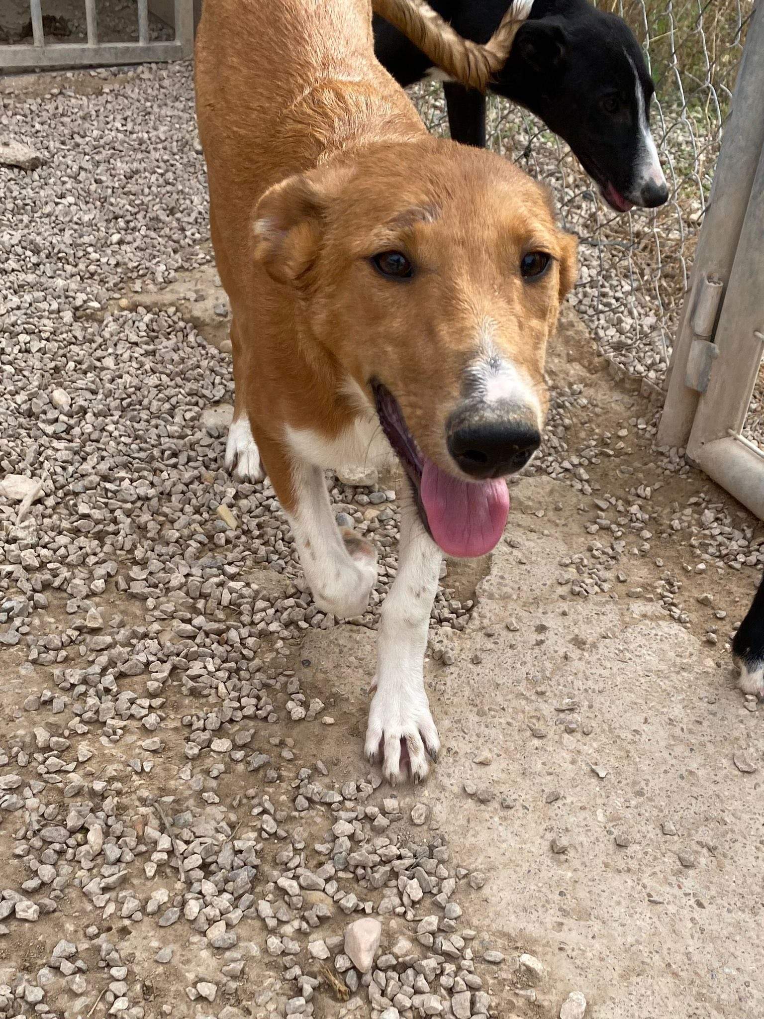 pollyanna-popsocks_1138081785198775