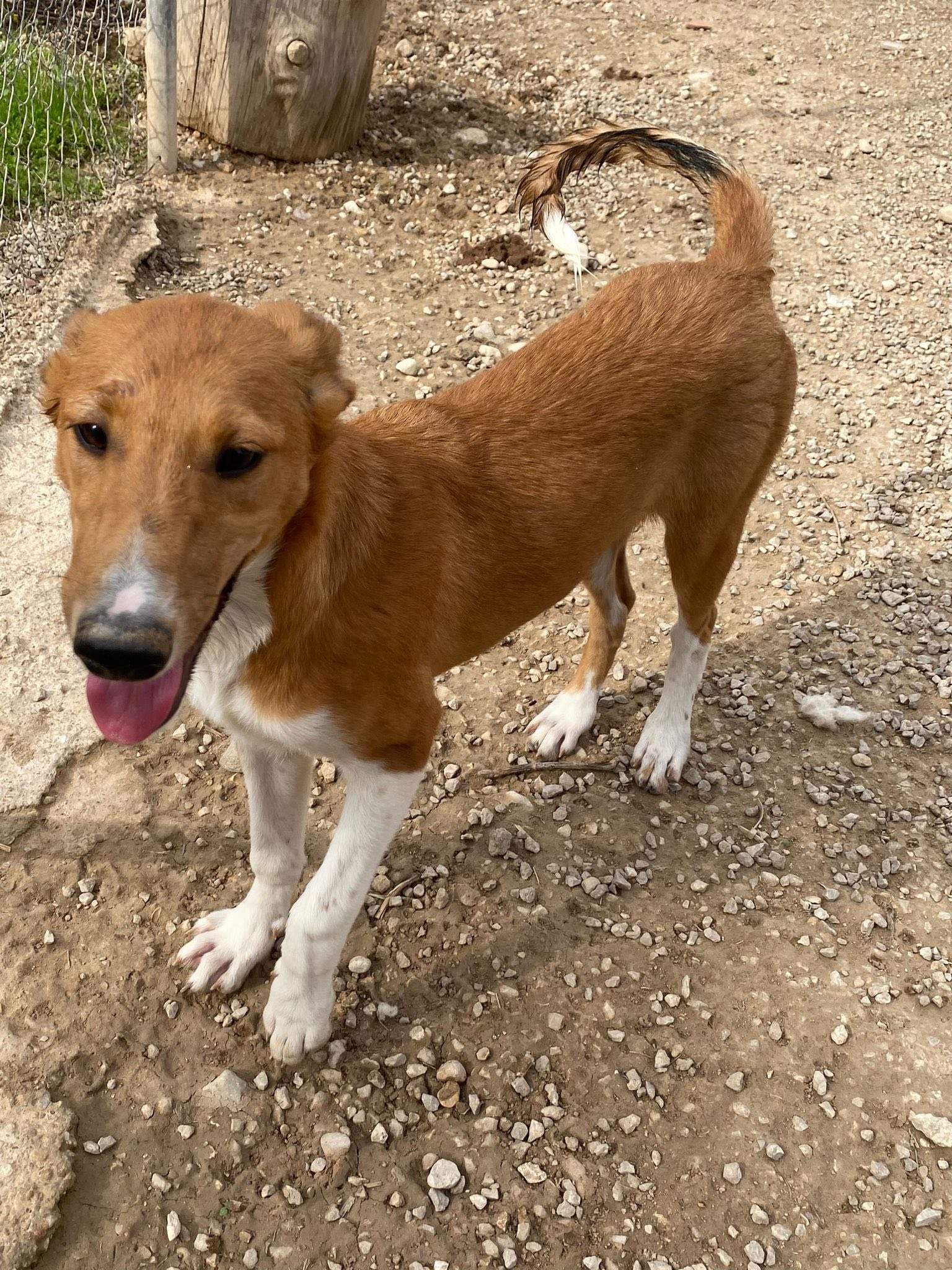 pollyanna-popsocks_1138081801865440