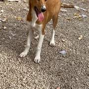 pollyanna-popsocks_1138081861865434