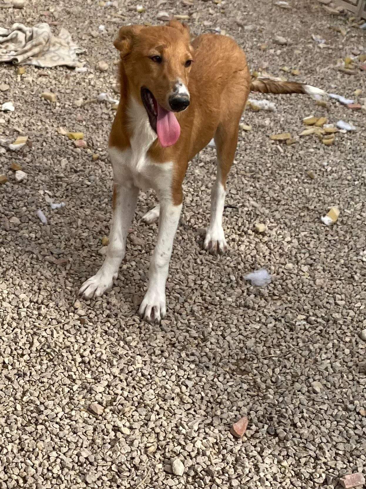 pollyanna-popsocks_1138081861865434