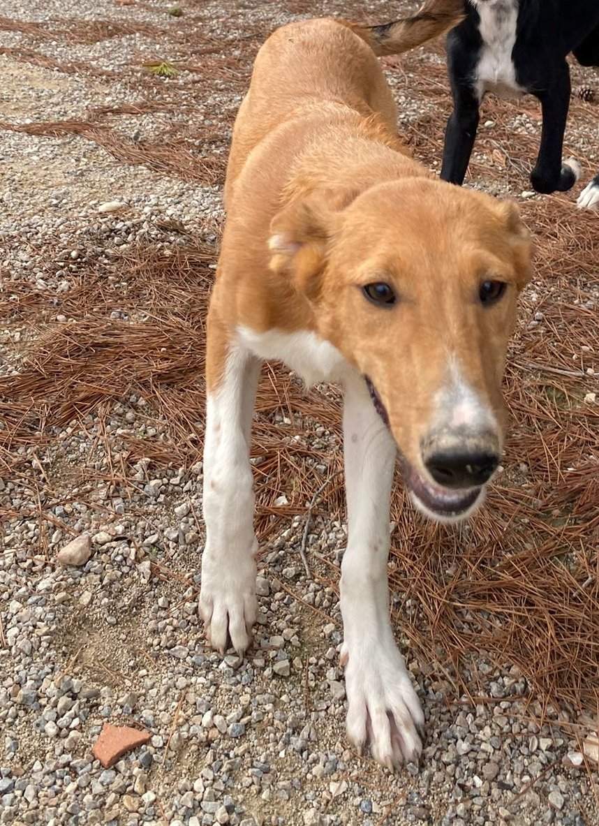 pollyanna-popsocks_1152218653785088