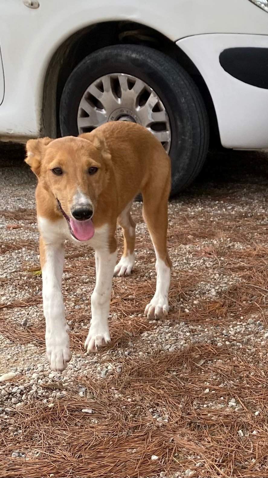 pollyanna-popsocks_1152218660451754