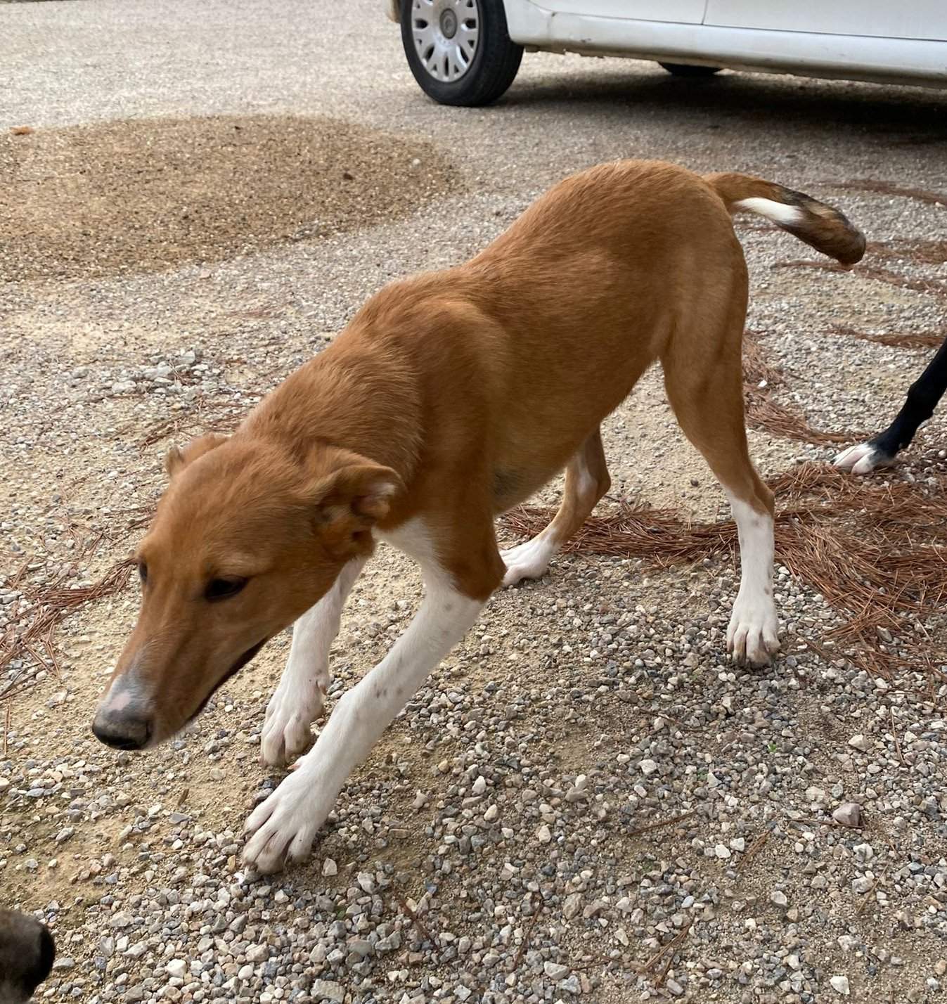 pollyanna-popsocks_1152218680451752