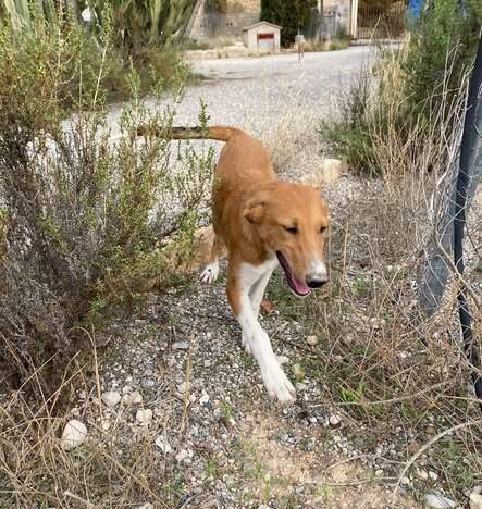 pollyanna-popsocks_1152218727118414