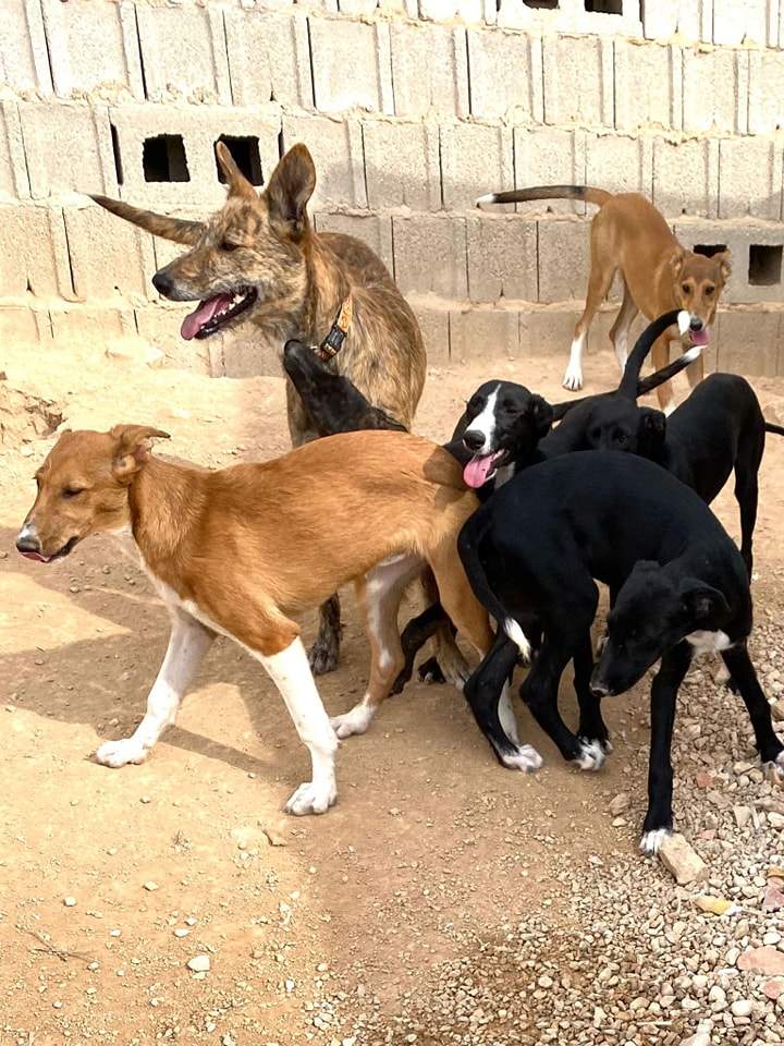 pollyanna-popsocks_1152218757118411