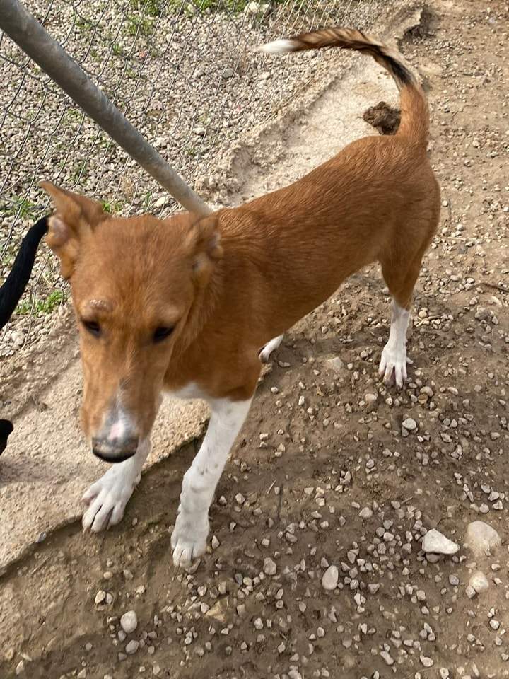 pollyanna-popsocks_1152218793785074