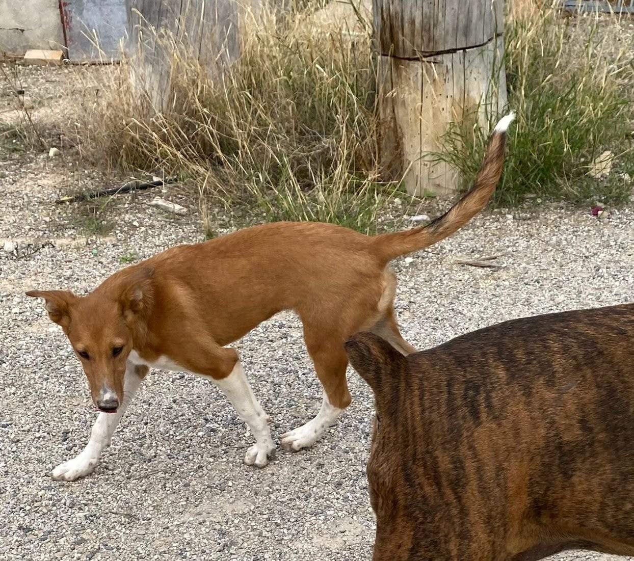 pollyanna-popsocks_1152218853785068