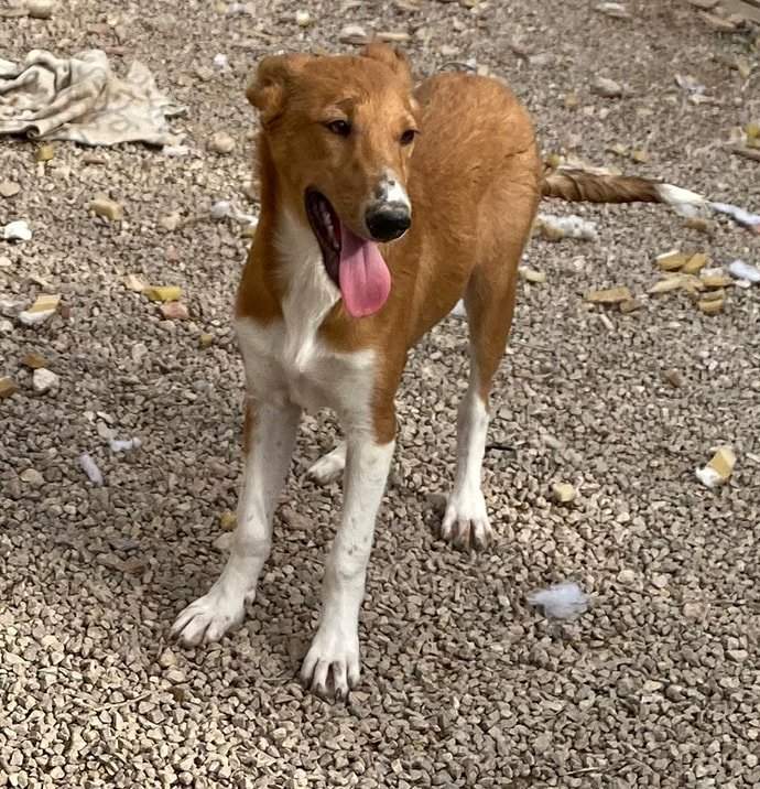 pollyanna-popsocks_1152218883785065