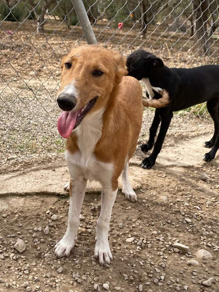 pollyanna-popsocks_1152218897118397