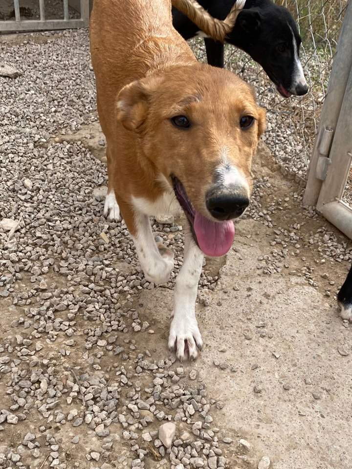 pollyanna-popsocks_1152219097118377