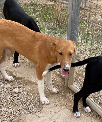 pollyanna-popsocks_1152219130451707