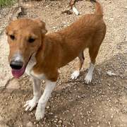 pollyanna-popsocks_1152219233785030