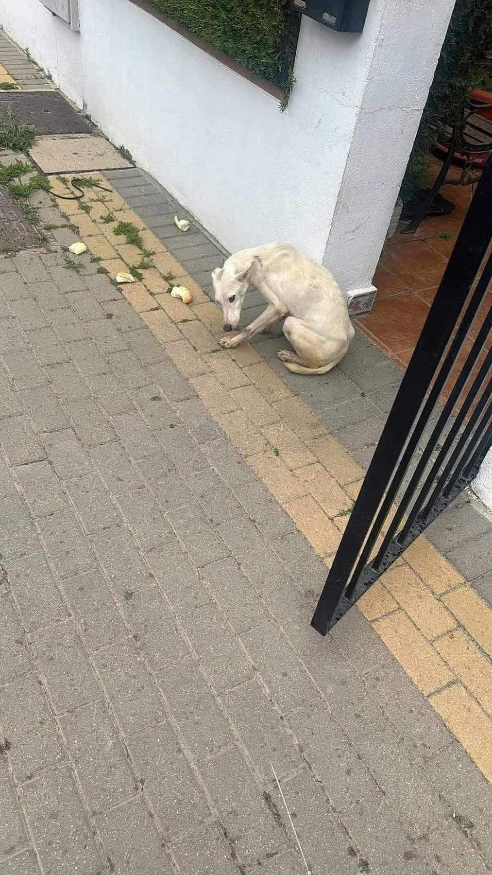 principe_1128777819462505