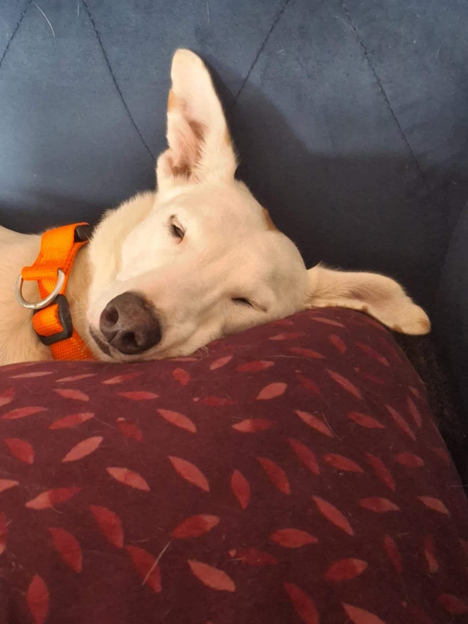 principe_1141388481534772