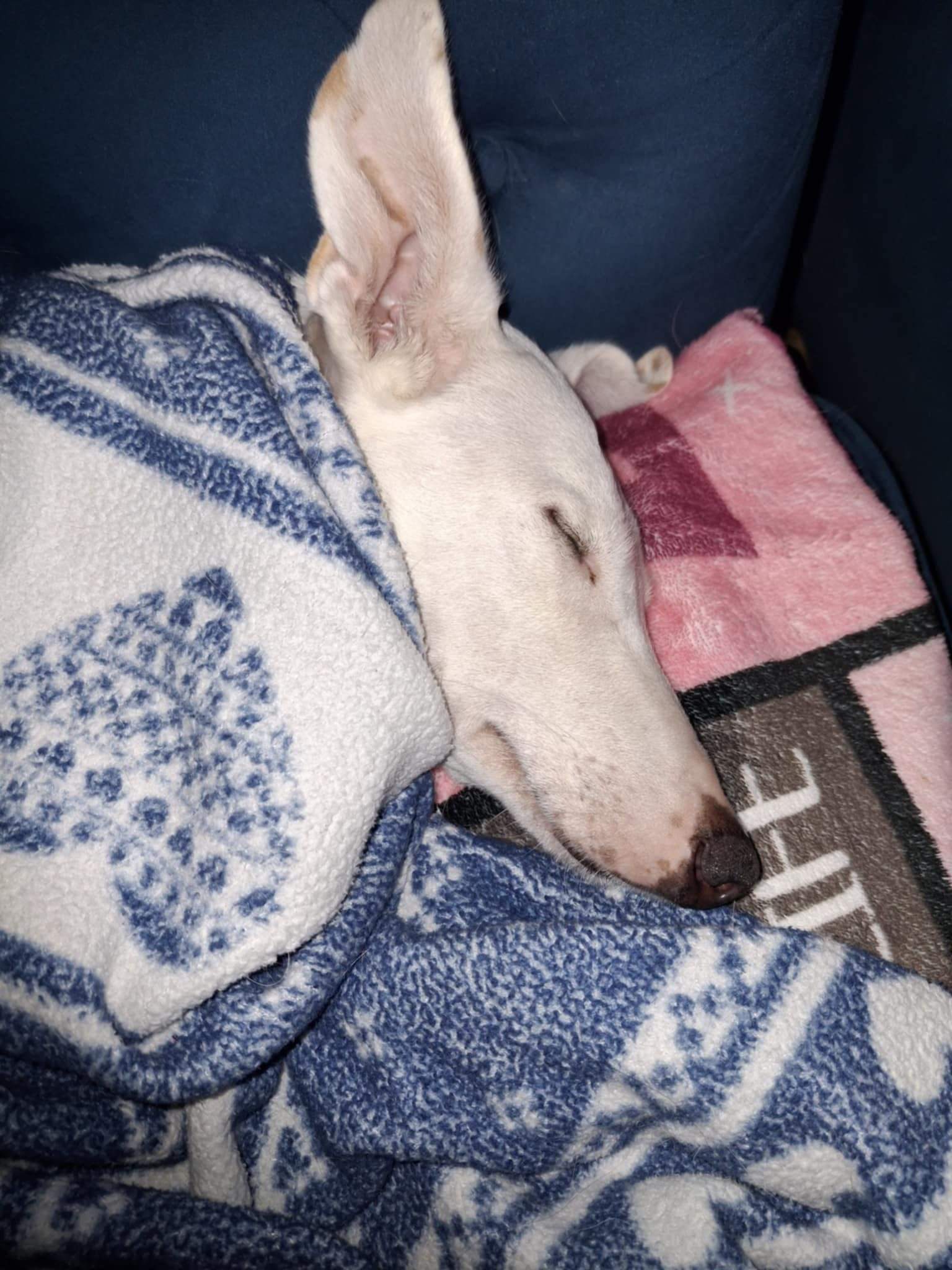 principe_1141388564868097