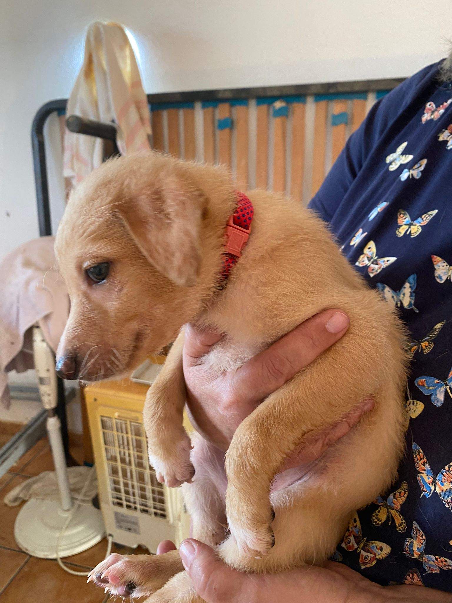 prudence-the-puppy_1237245908615695