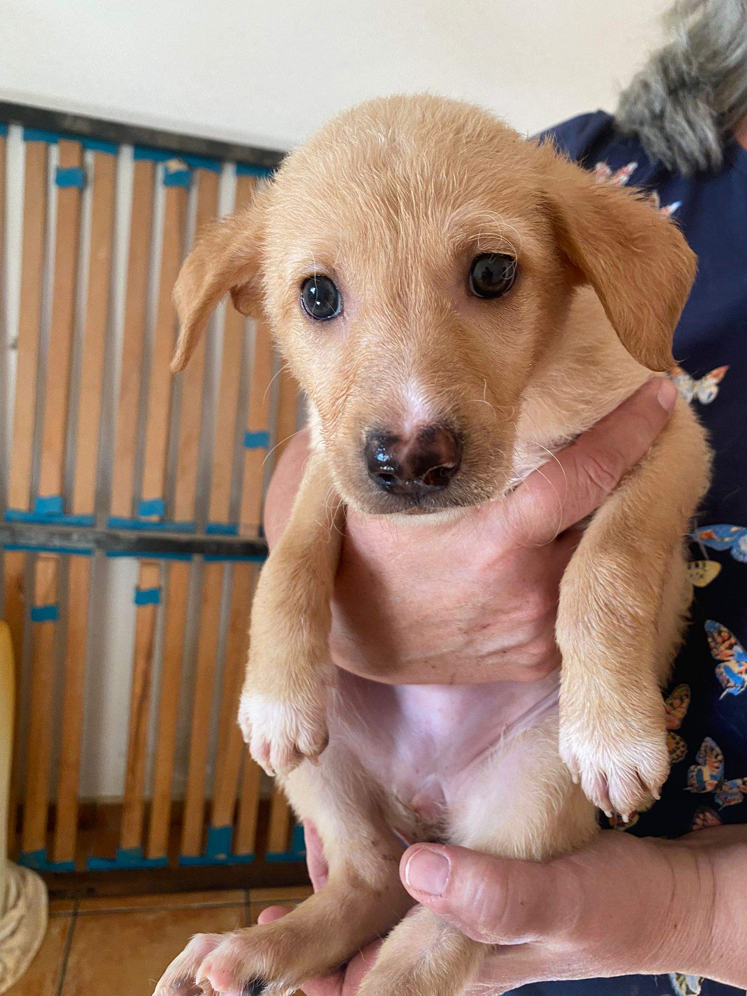 prudence-the-puppy_1237245918615694