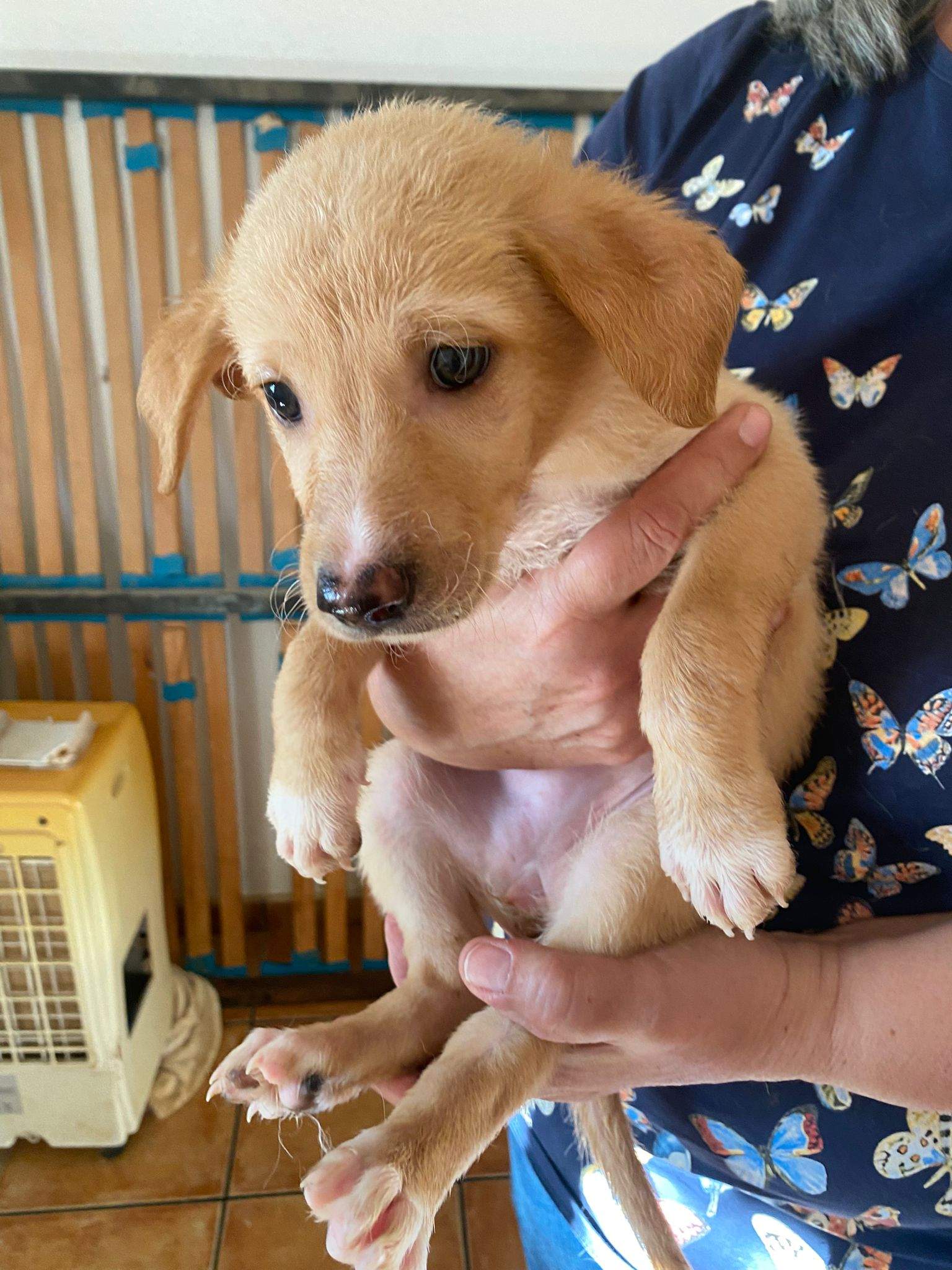 prudence-the-puppy_1237245925282360