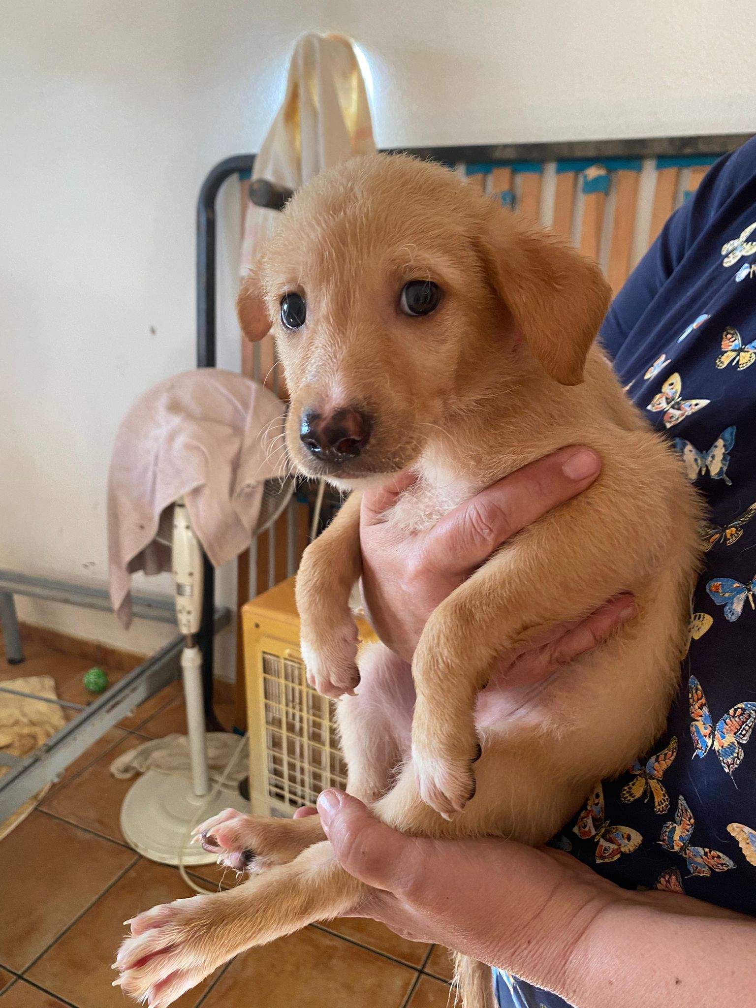 prudence-the-puppy_1237246025282350