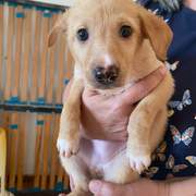 prudence-the-puppy_1237246035282349