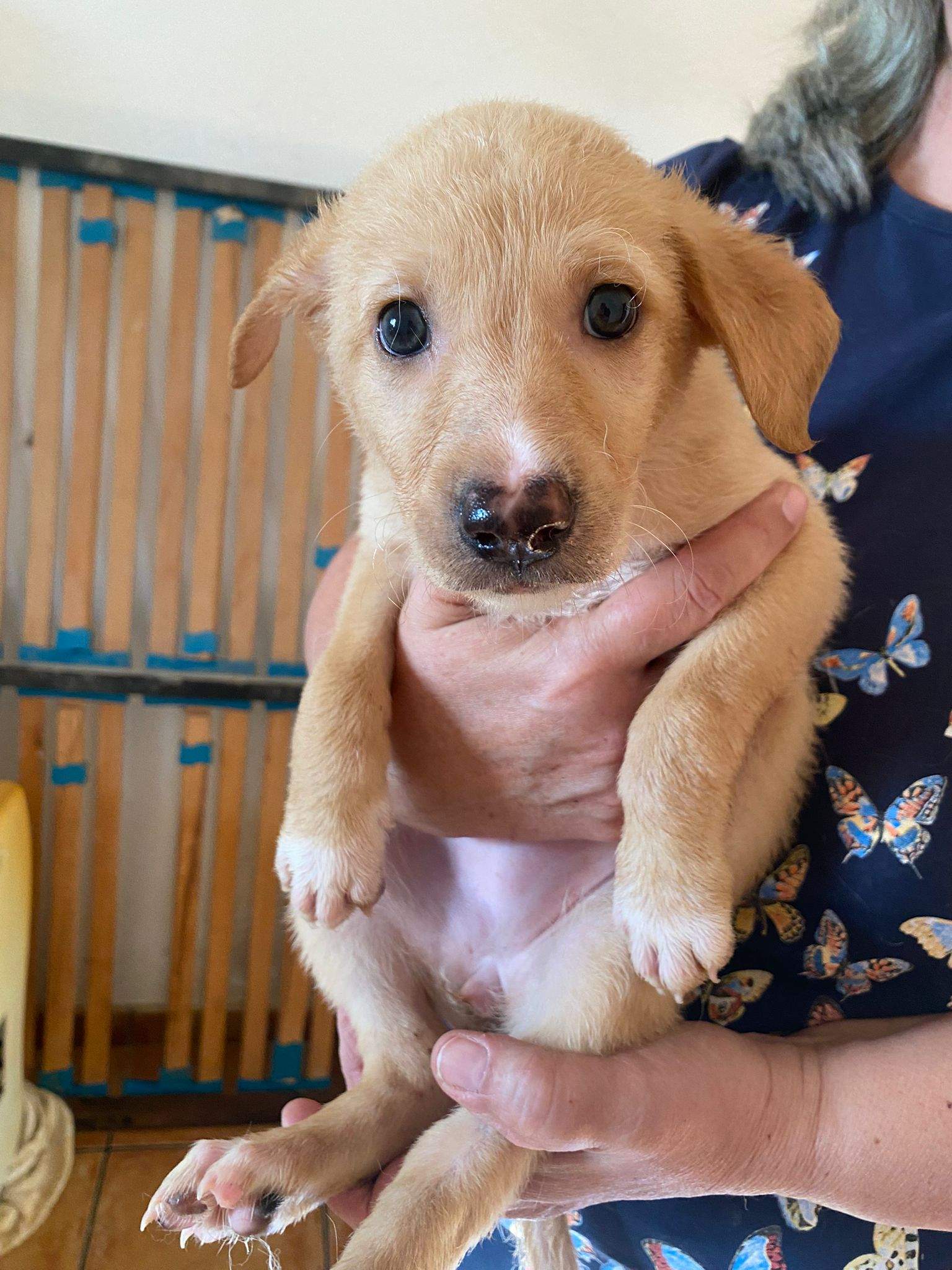 prudence-the-puppy_1237246035282349