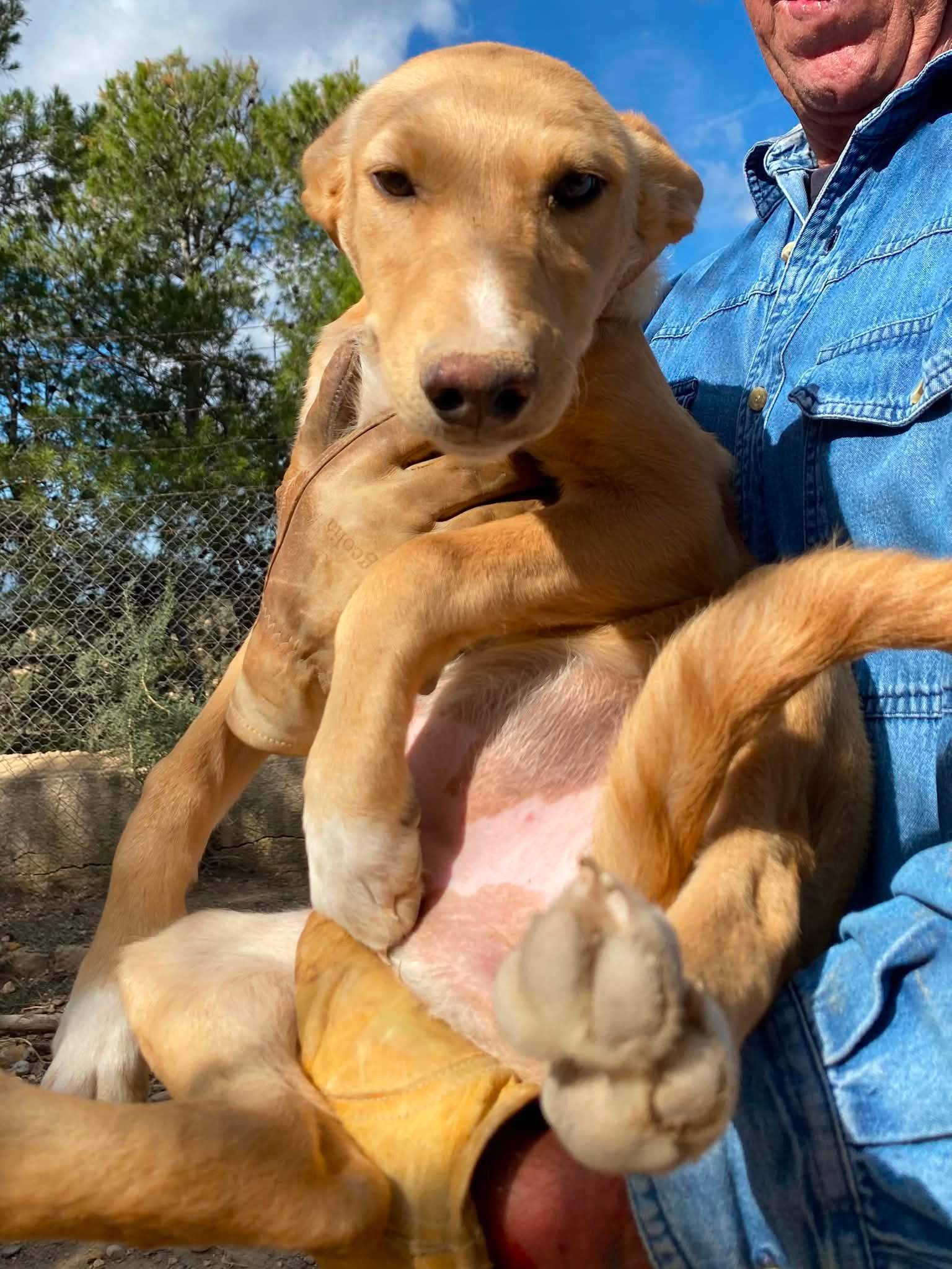 prudence-the-puppy_1294011629605789