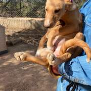 prudence-the-puppy_1294011676272451