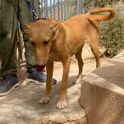 prudence-the-puppy_1331077222565896