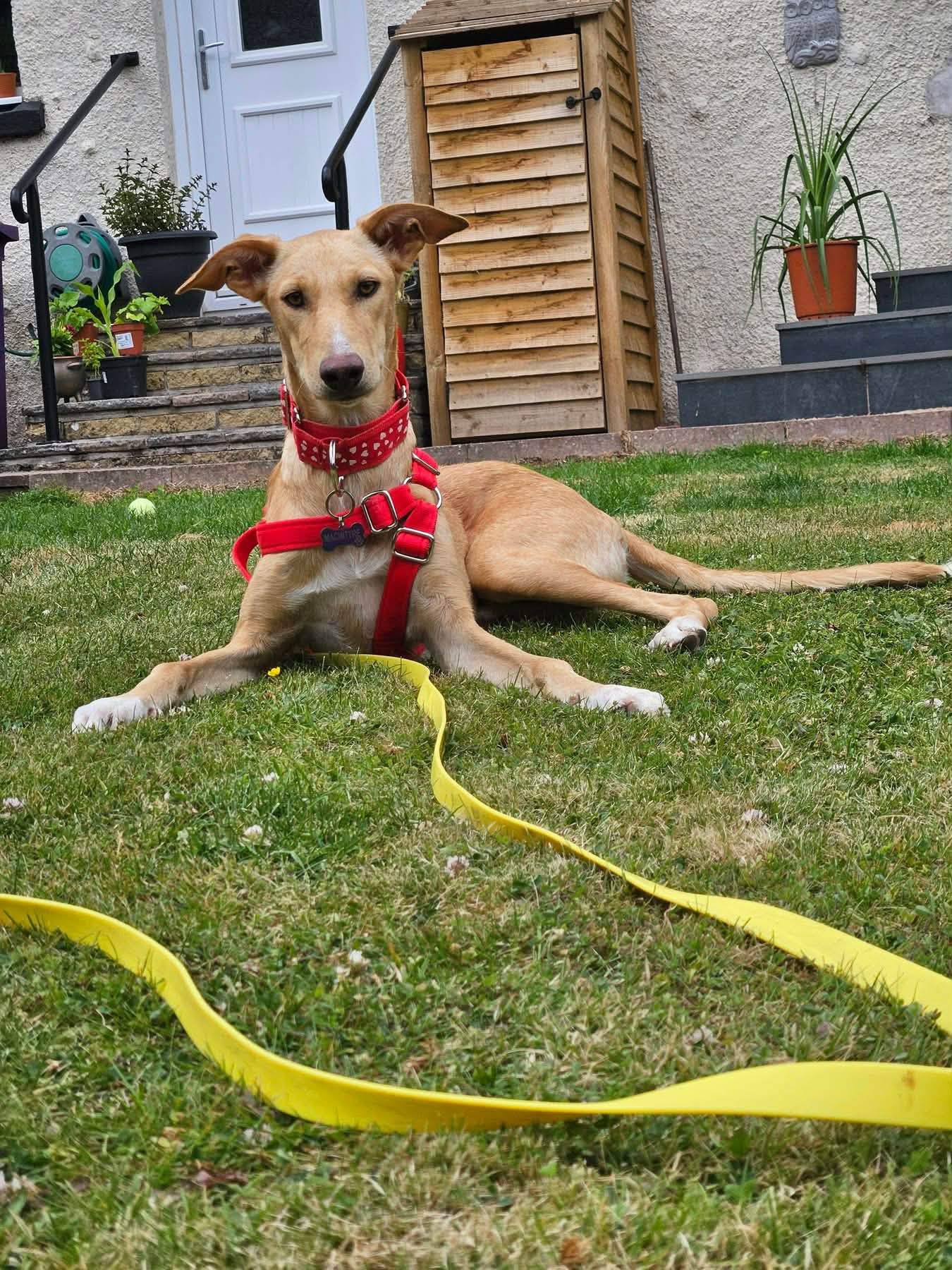 prudence-the-puppy_1356505800023038
