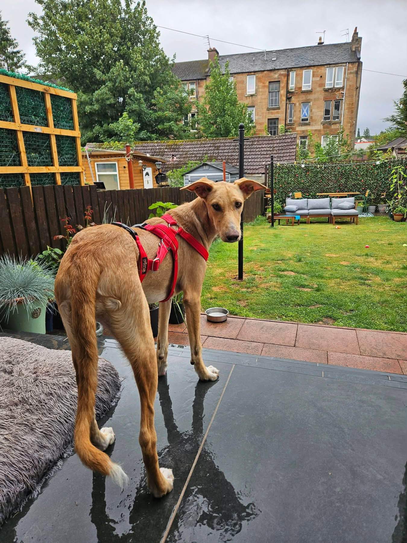 prudence-the-puppy_1356505856689699