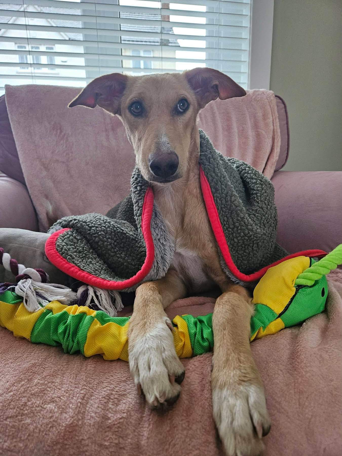 prudence-the-puppy_1356505893356362