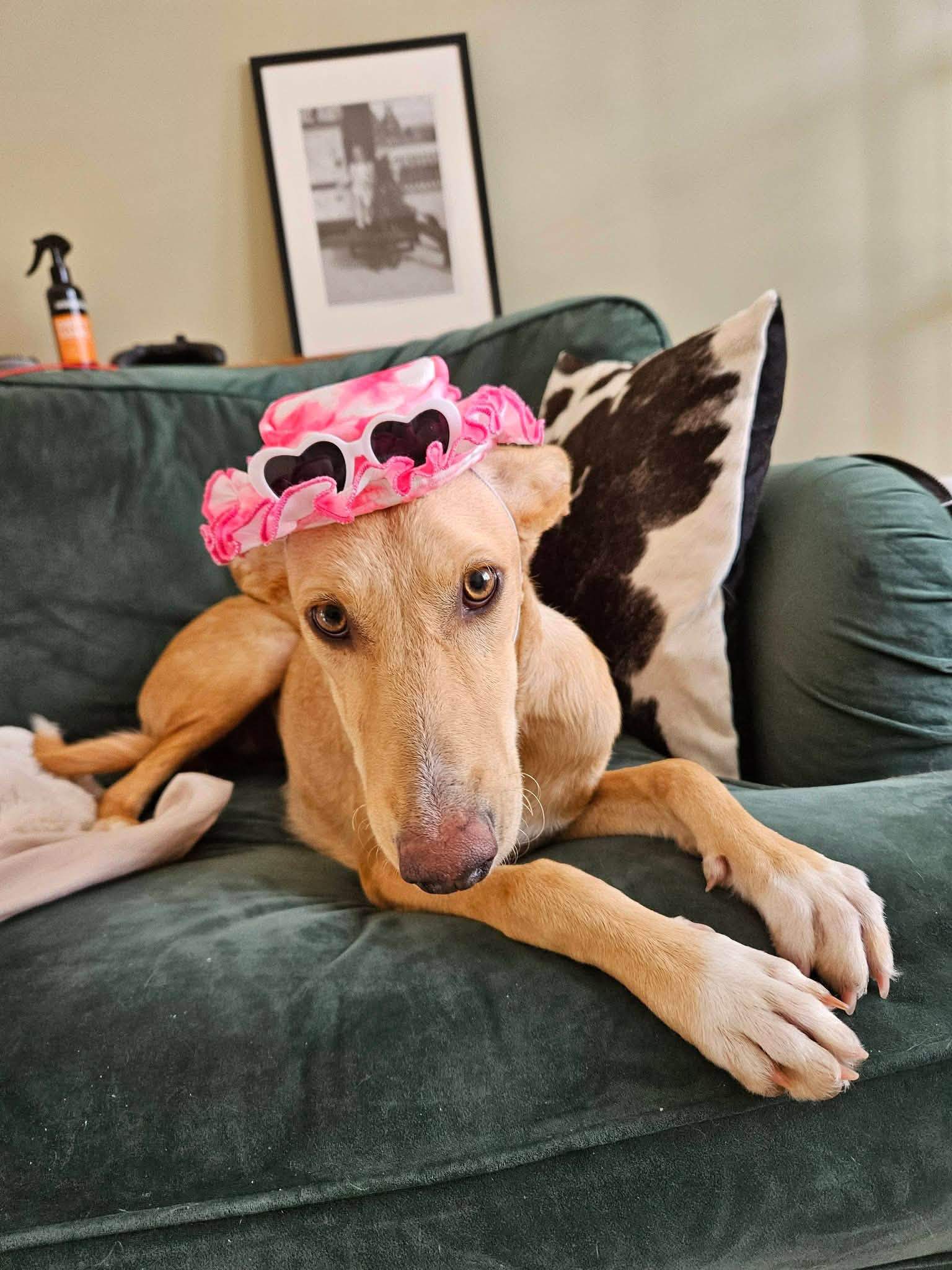 prudence-the-puppy_1357297806610504