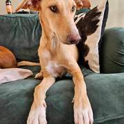 prudence-the-puppy_1357297863277165