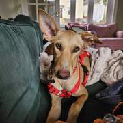 prudence-the-puppy_1369946058679012